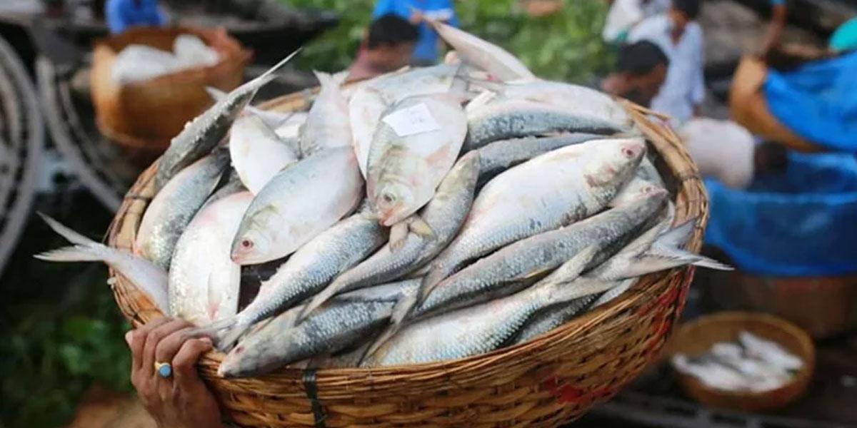 দুর্গাপূজায় ভারতে ইলিশ রপ্তানি বন্ধ রাখছে বাংলাদেশ
