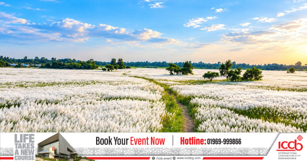 ফরিদপুরের পদ্মার চরে কাশফুলের শুভ্রতার সমারোহ