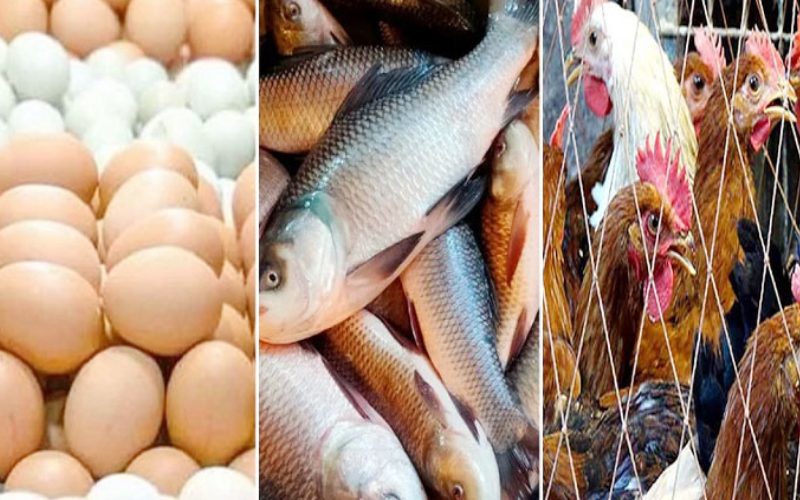 রাজধানীর বাজারে মাছ ও মুরগির দাম কমেছে, ডিমের দাম বৃদ্ধি